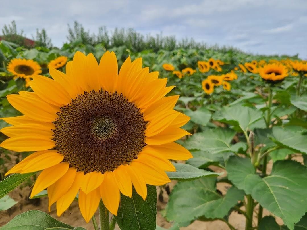 Terhune Orchards photo 5
