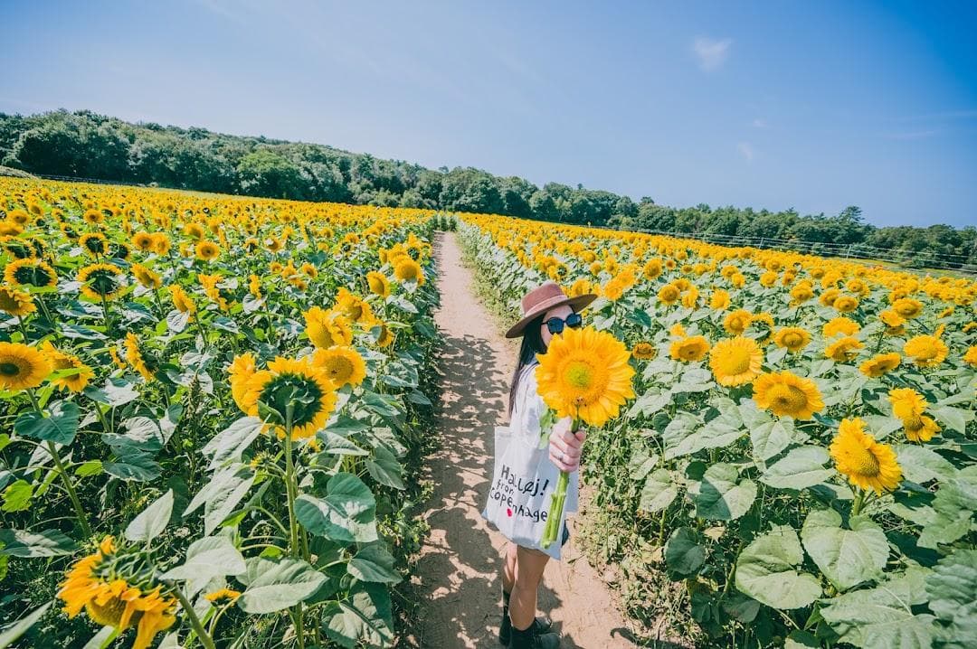 School Street Sunflowers photo 2