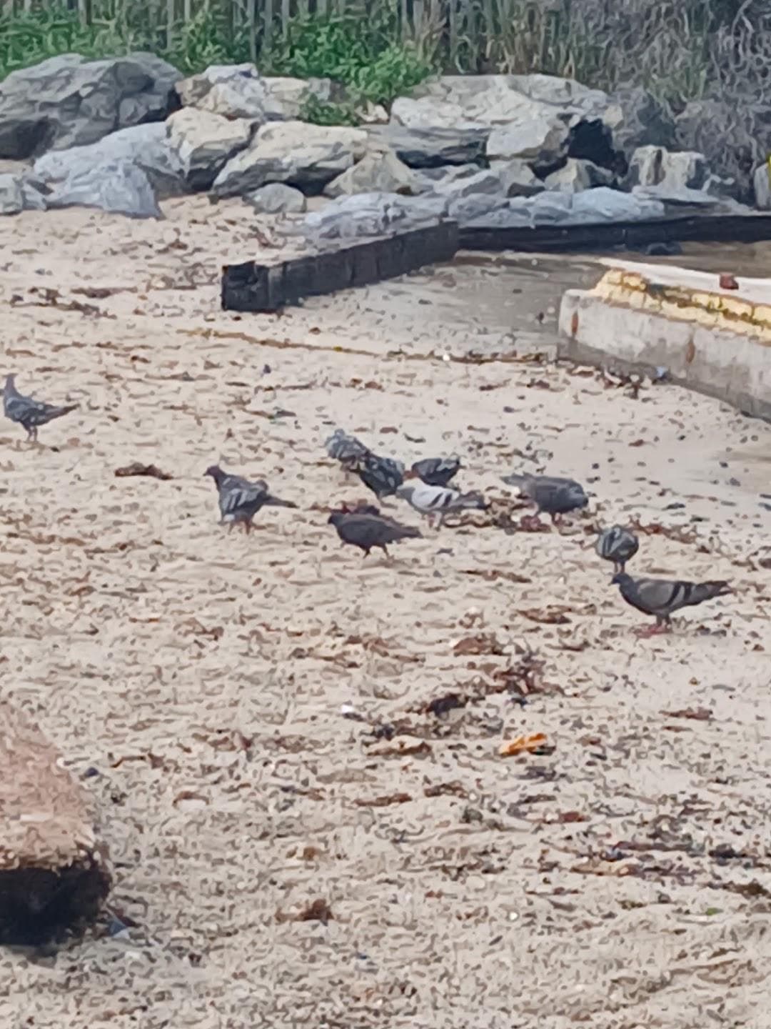 Pier 4 Beach photo 5