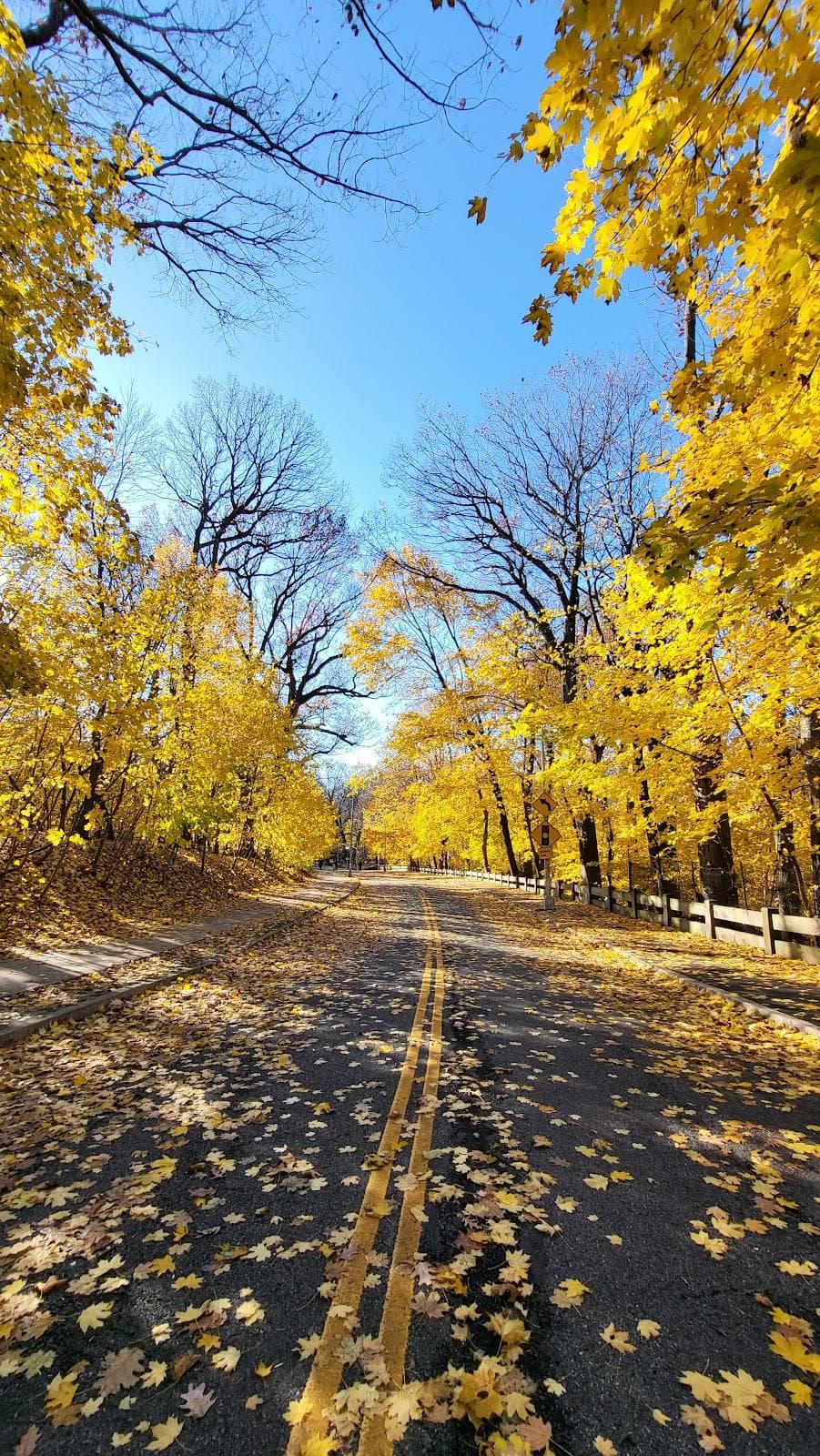 Forest Park Drive photo 5