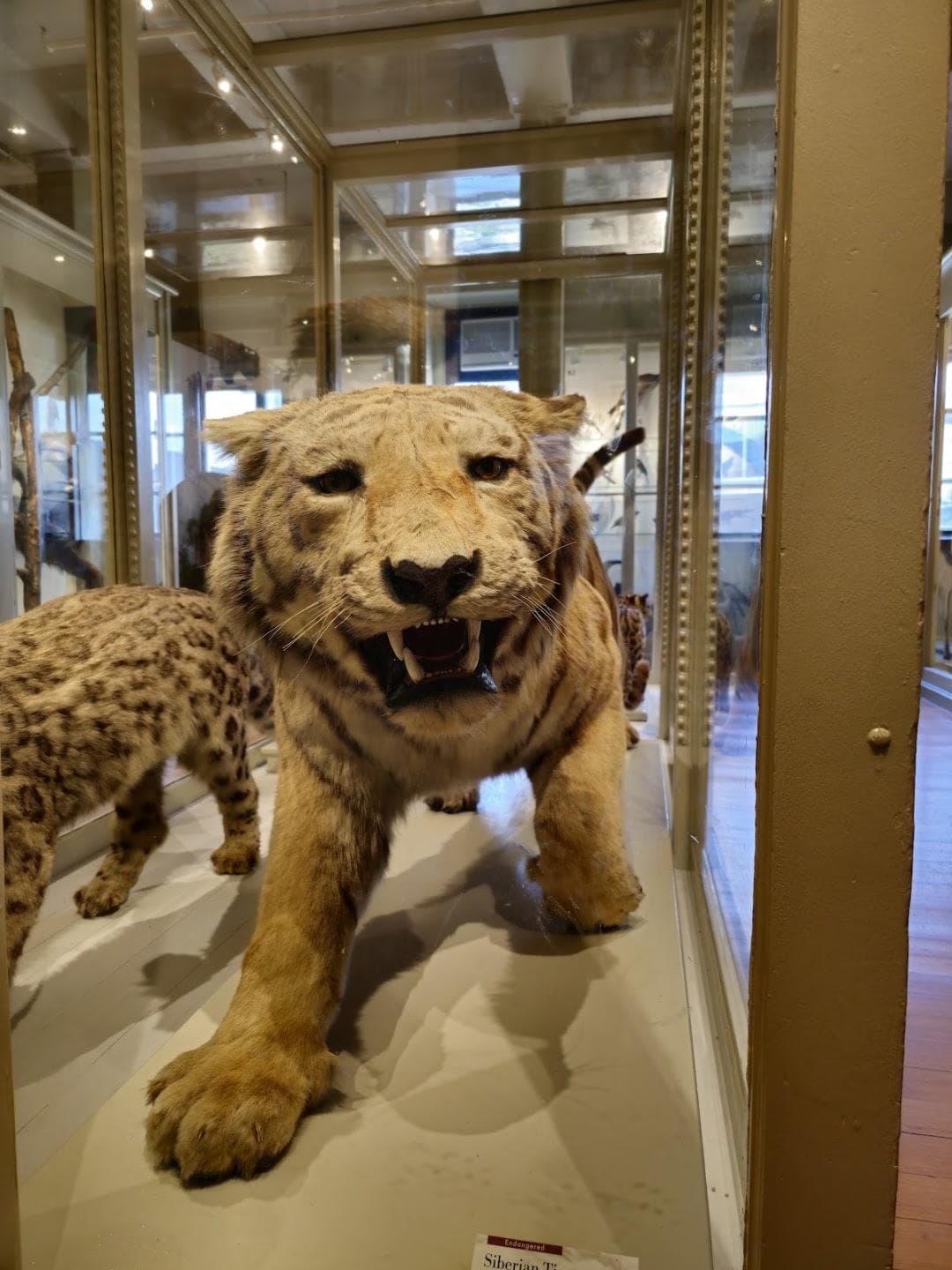 The Harvard Museum of Natural History photo 2