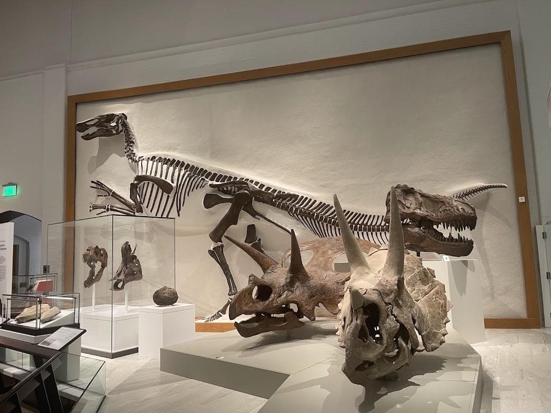 Yale Peabody Museum photo 6