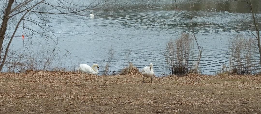 Chandler Pond photo 3