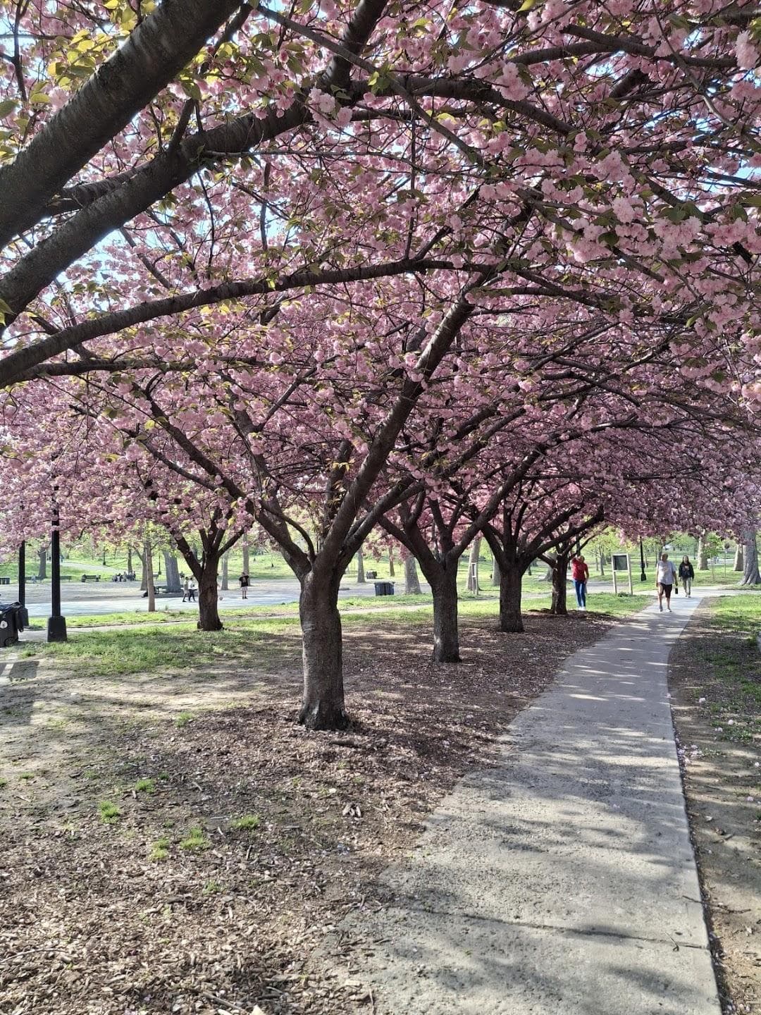 Crotona Park photo 1
