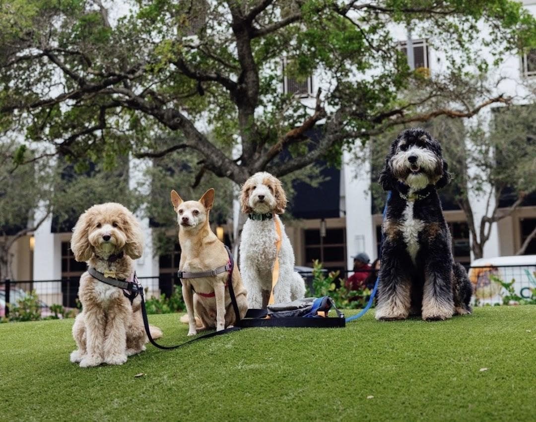 Chewy Bark Park - Coral Gables photo 4