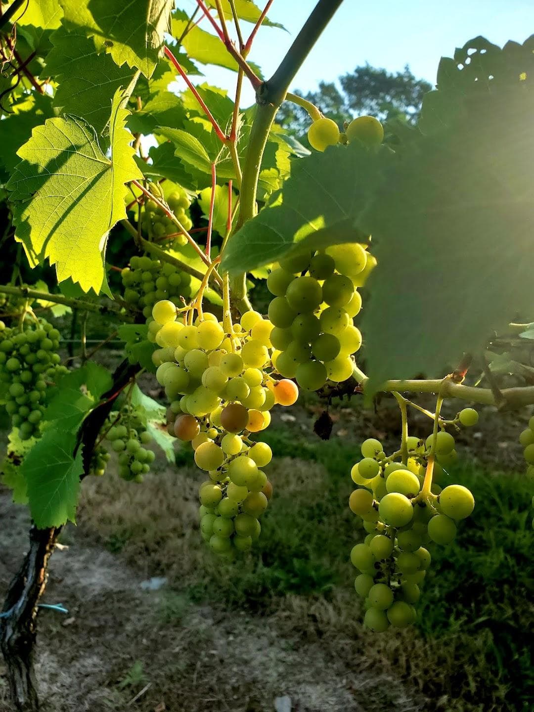 Stappa Vineyard photo 6