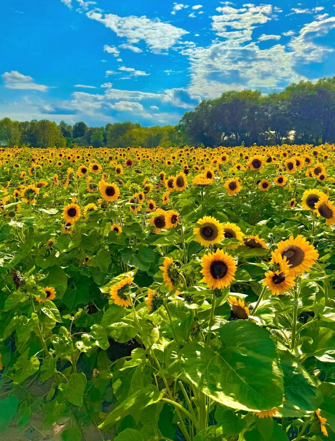 Verrill Farm photo 1