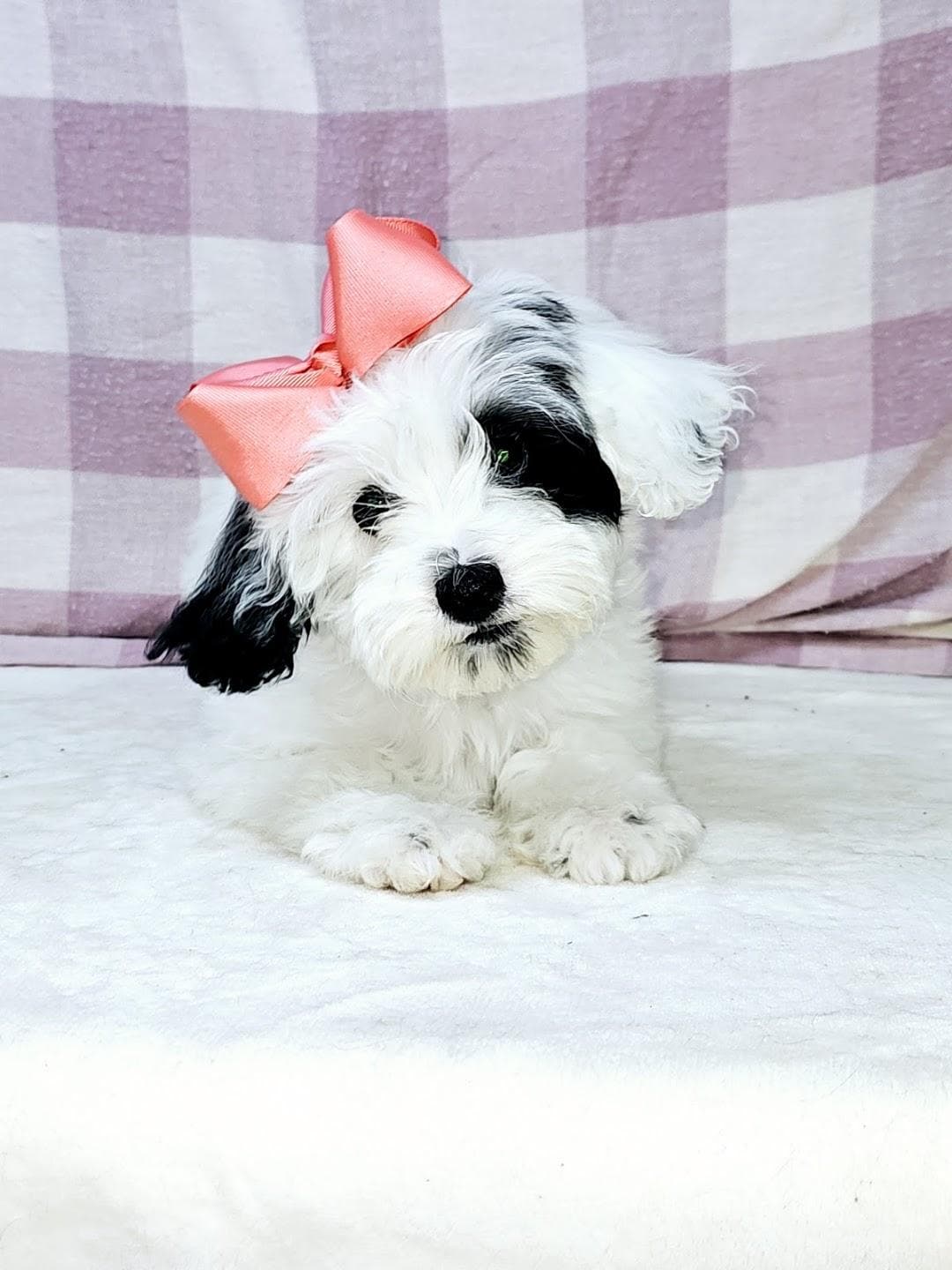 Paws Puppy Studio photo 3