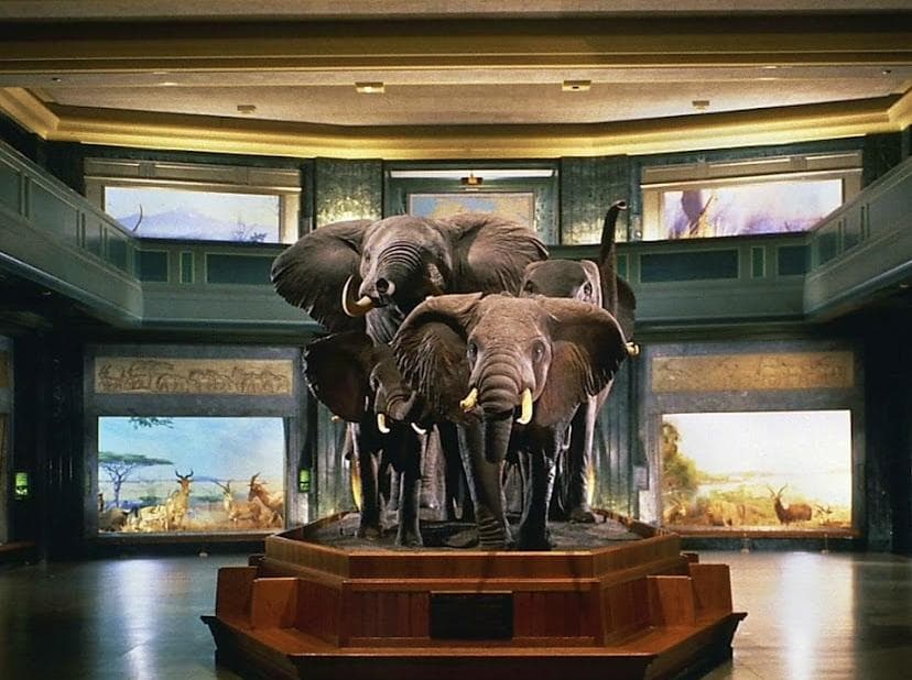 American Museum of Natural History photo 3
