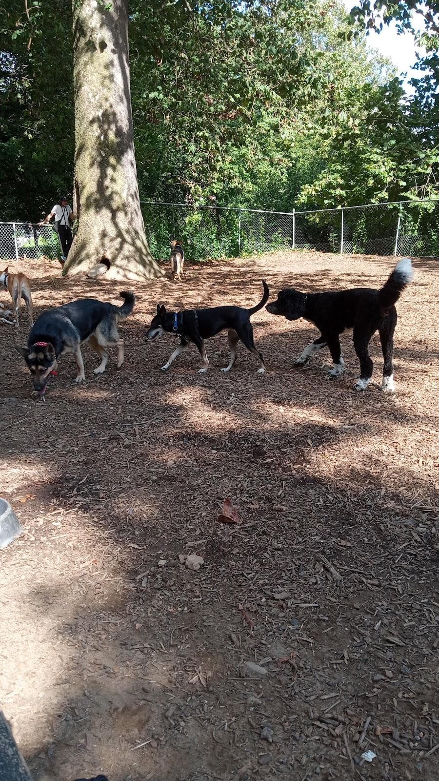 Ewen Park Dog Run photo 2