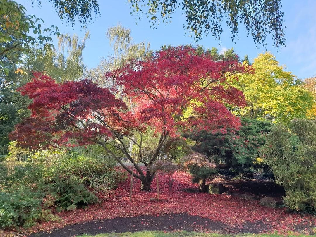 Peckham Rye Park & Common photo 2