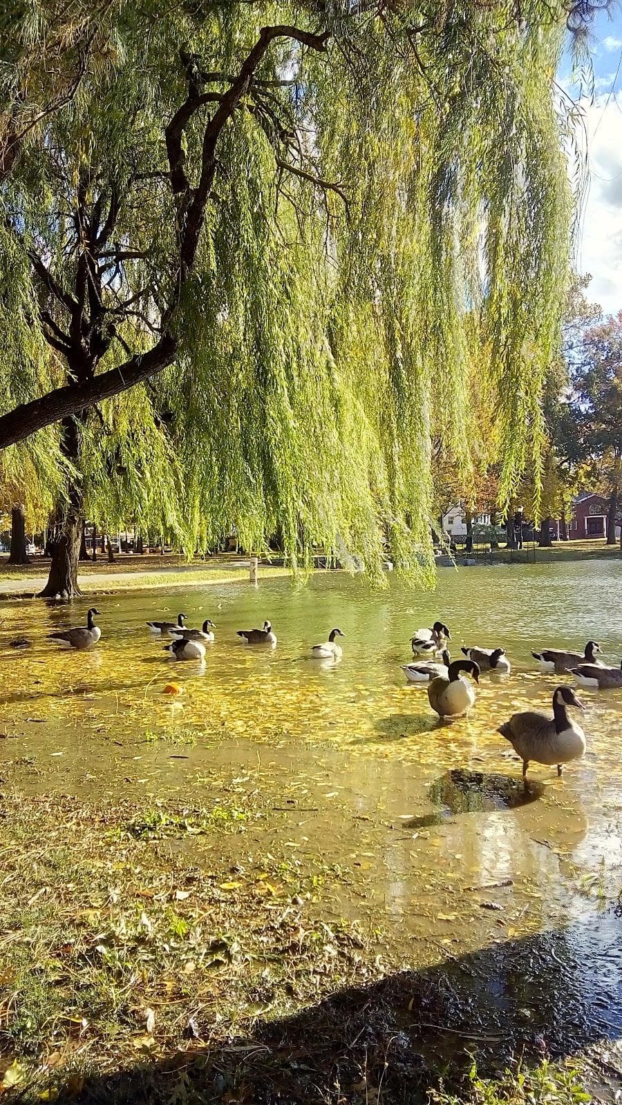Bowne Park photo 4