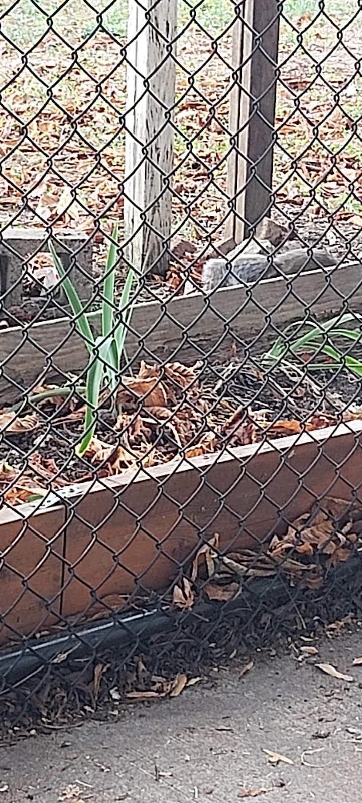 Powell Street Garden photo 6