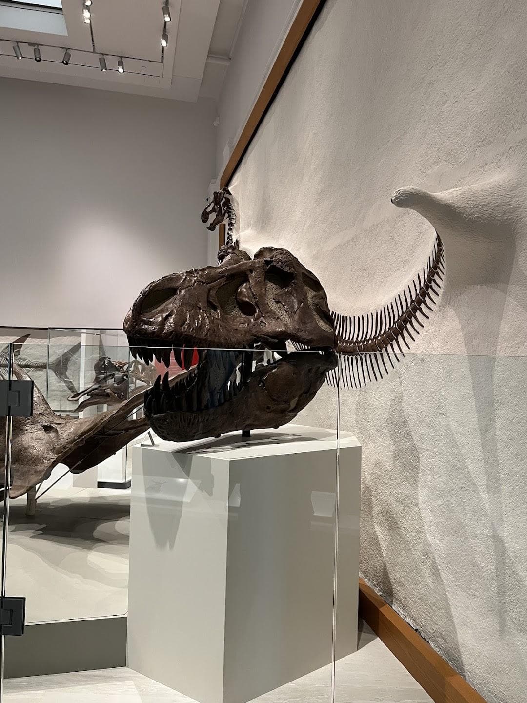 Yale Peabody Museum photo 5