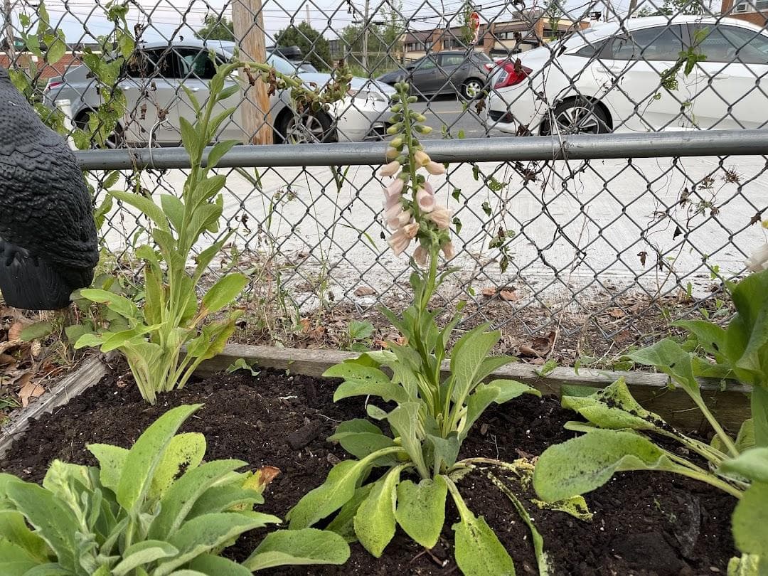 Havemayer Community Garden photo 6