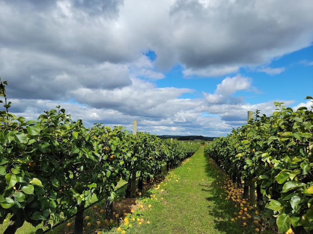 Belkin Family Lookout Farm - U-Pick Orchard - Taproom, Outdoor Dining and Market photo 2