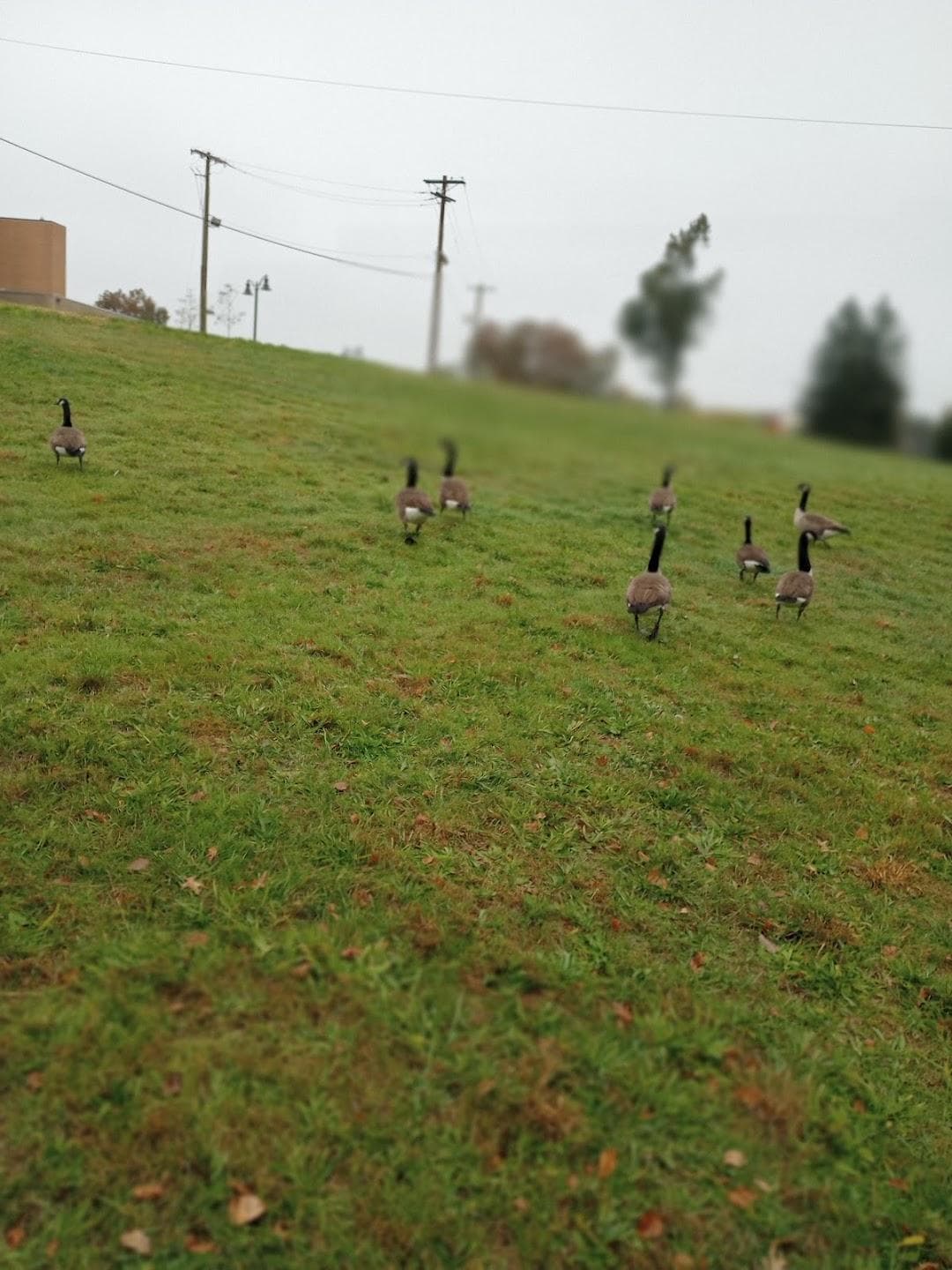 Belleville High School photo 1