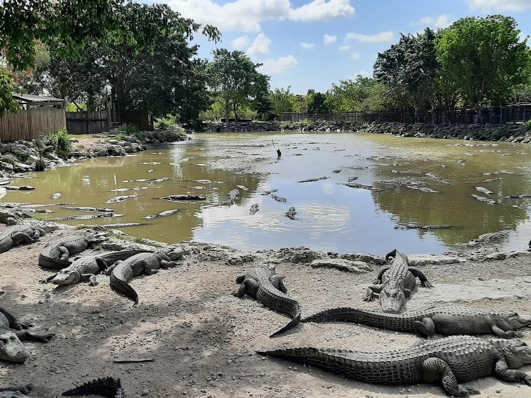 Everglades Alligator Farm photo 5