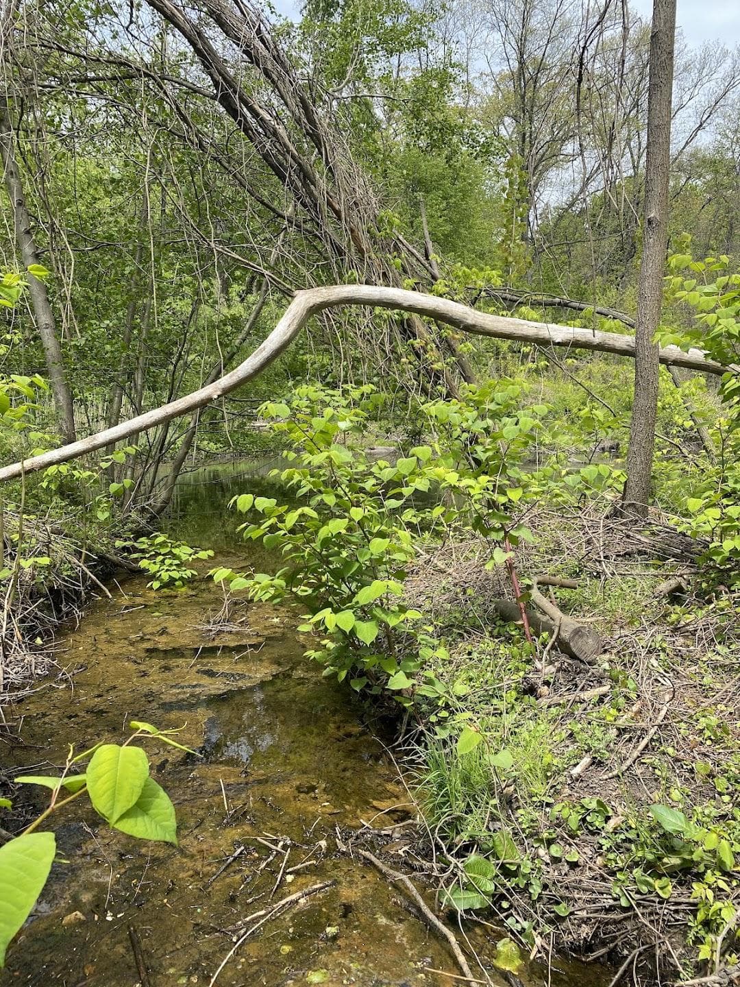 Udall's Cove Park Preserve photo 1