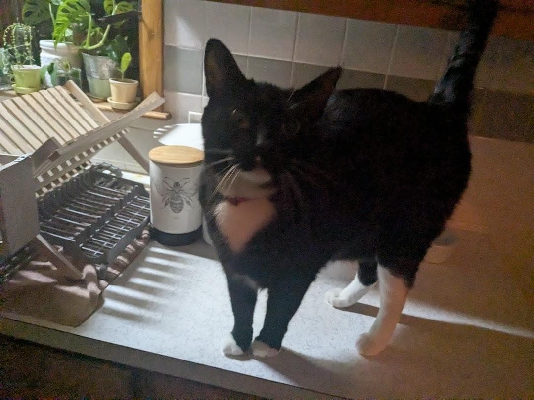 Greater New Haven Cat Project photo 6