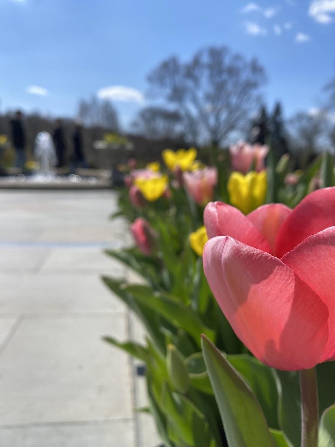 Rose Garden photo 2