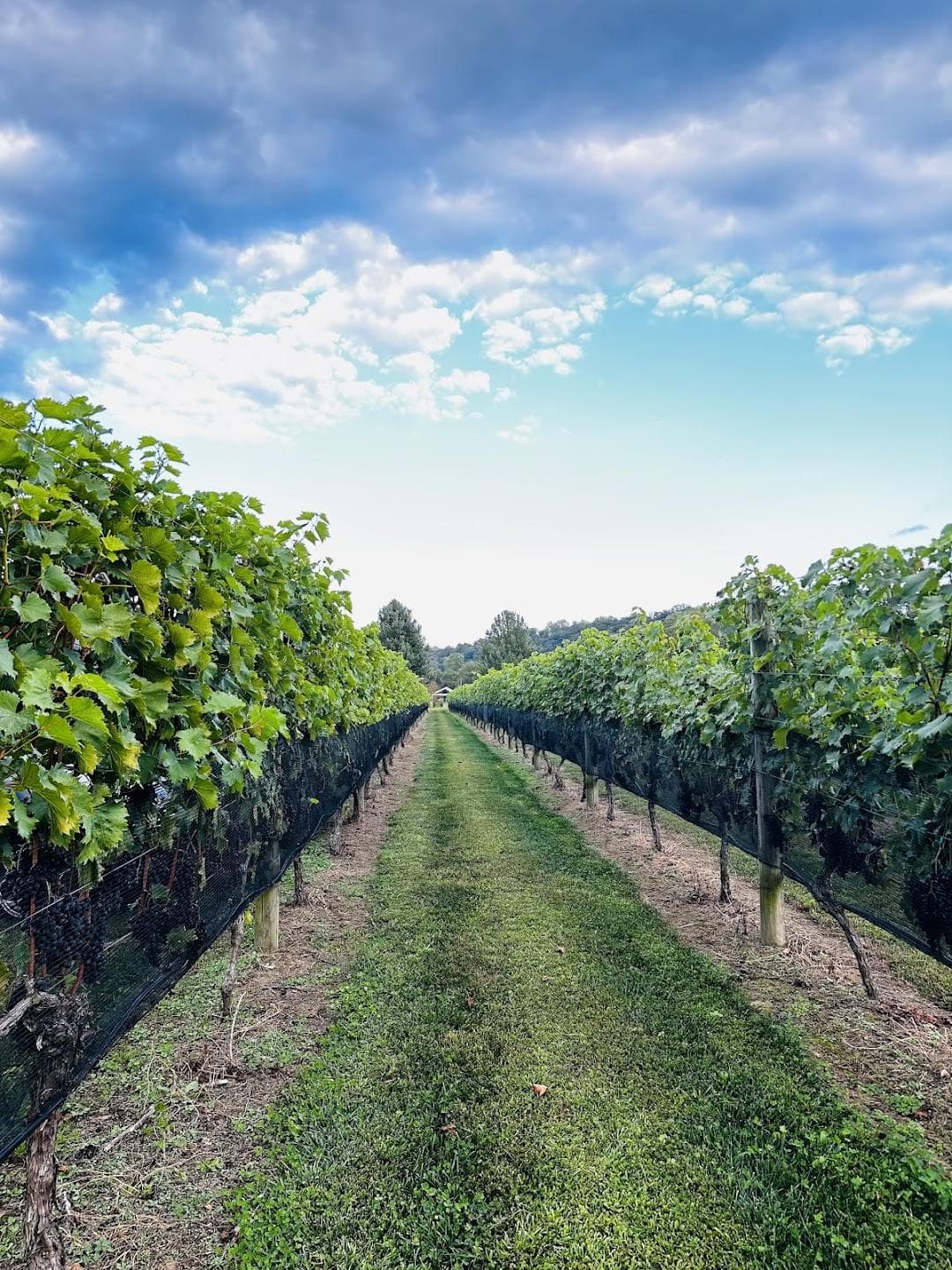 The Federal Twist Vineyard photo 3
