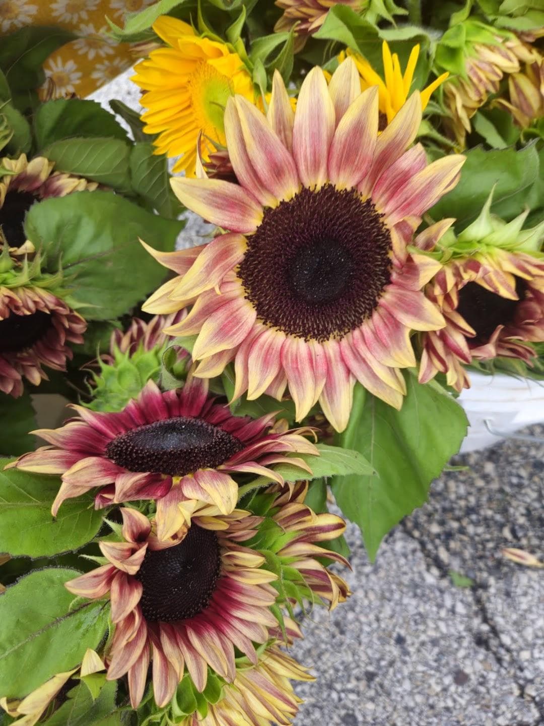 Bryn Mawr Farmers Market photo 4