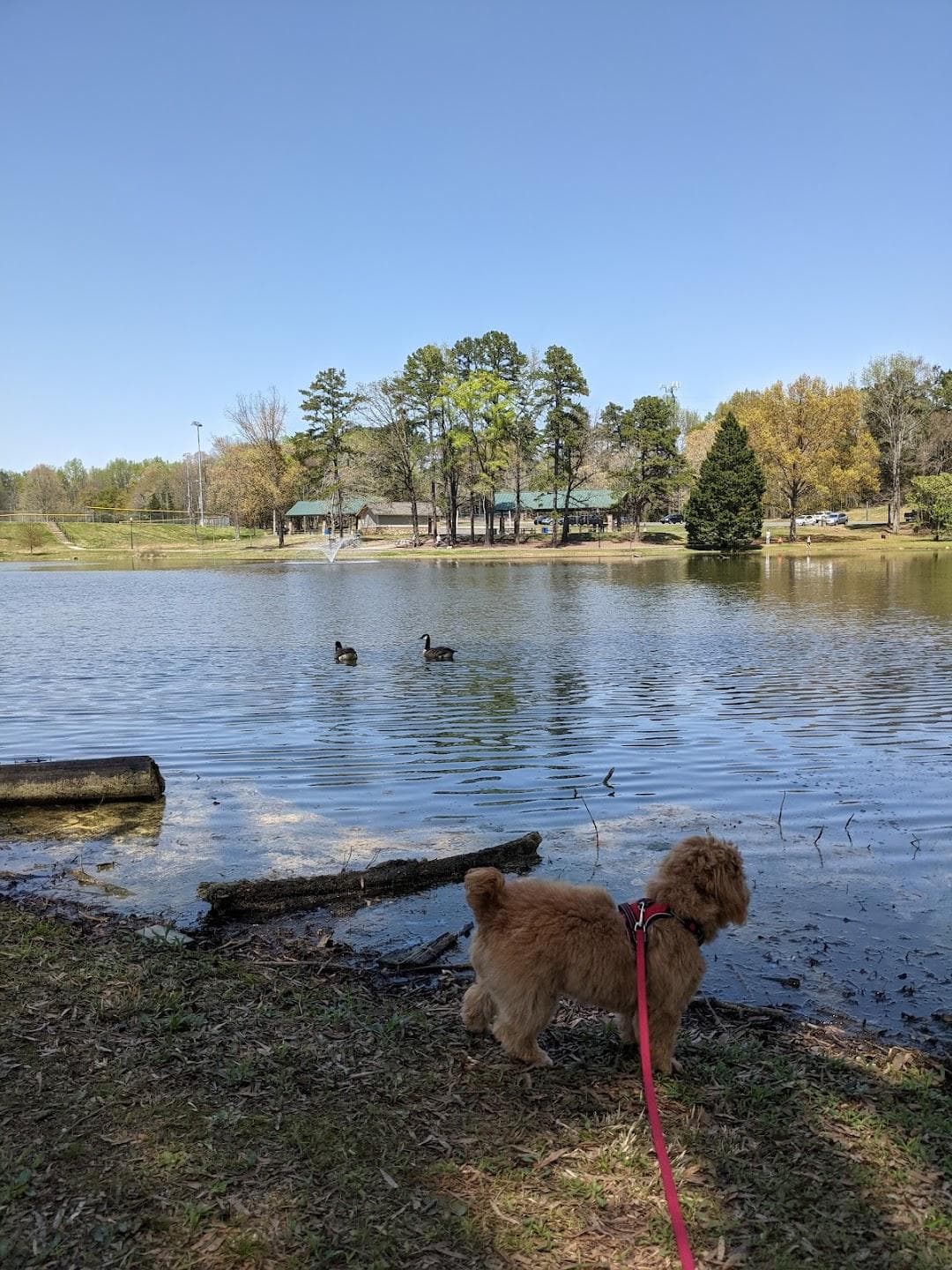 Park Road Park photo 1