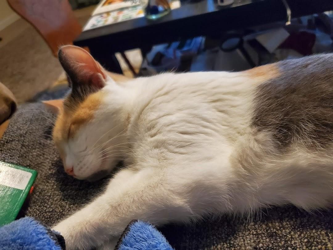 Greater New Haven Cat Project photo 4