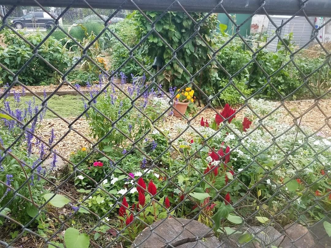 Phoenix Community Garden photo 4