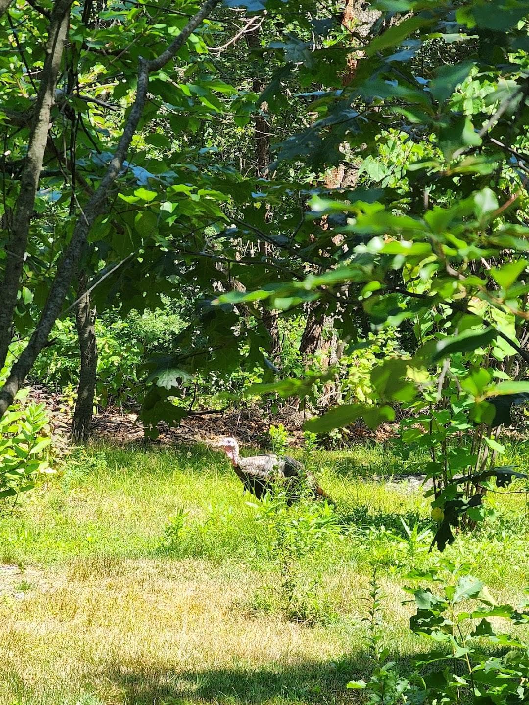 Savin Hill Park photo 6