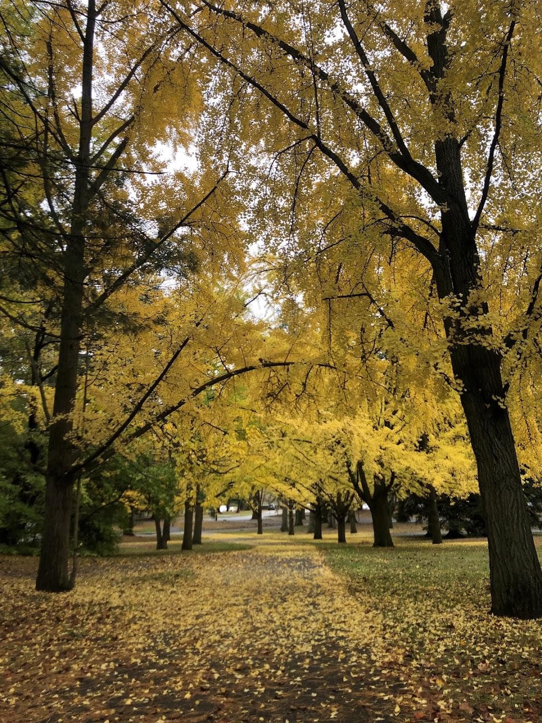Brookdale Park photo 4