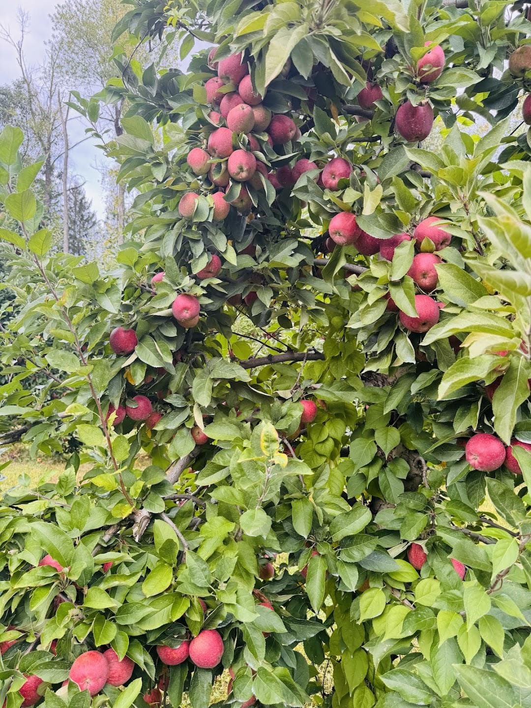 Riamede Farm photo 1