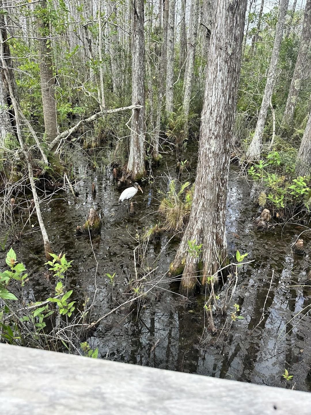 Grassy Waters Preserve photo 2