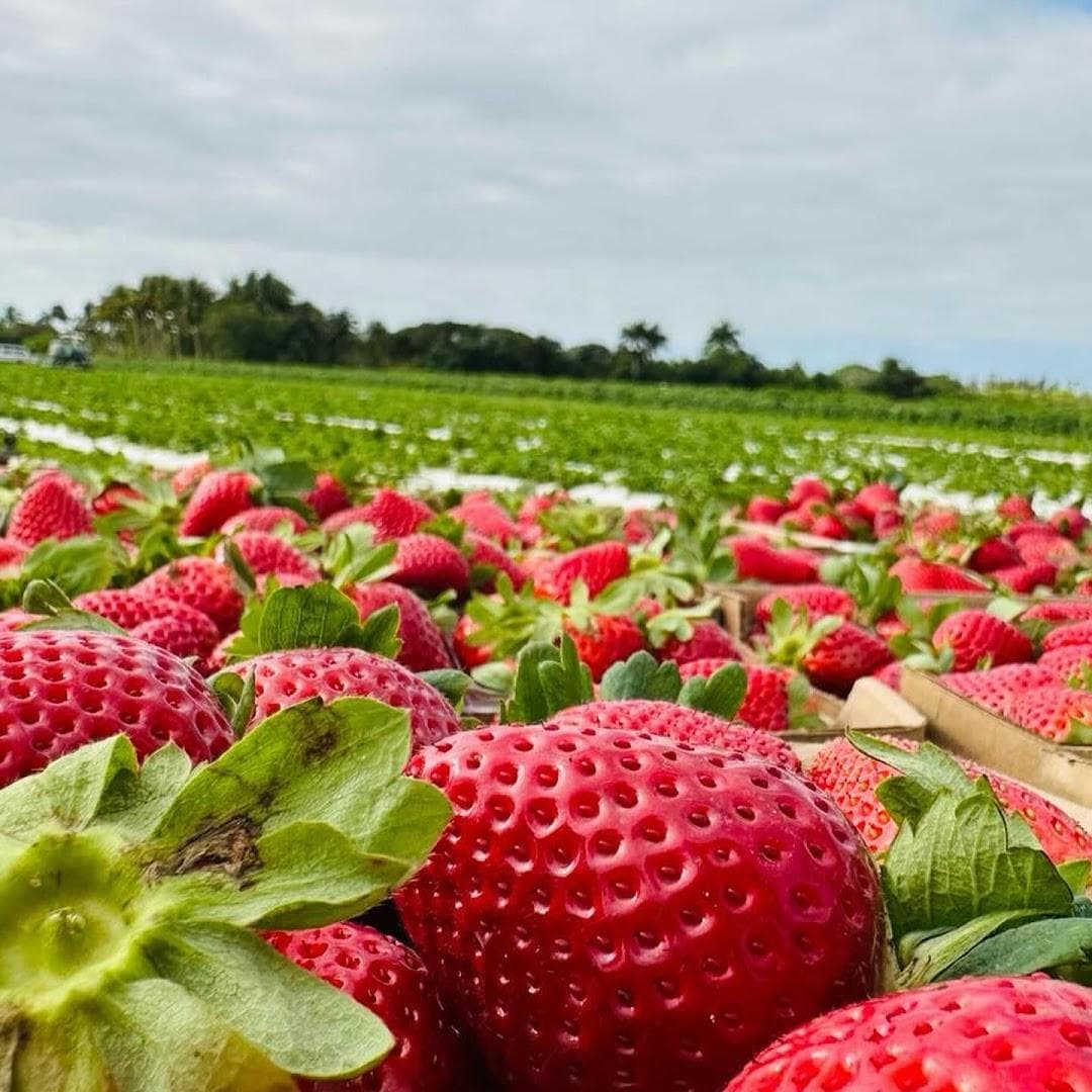 The Berry Farms photo 4