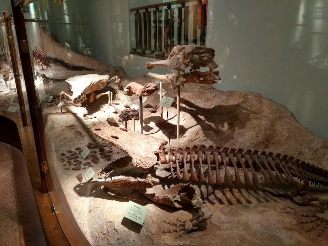 Texas Science & Natural History Museum photo 4
