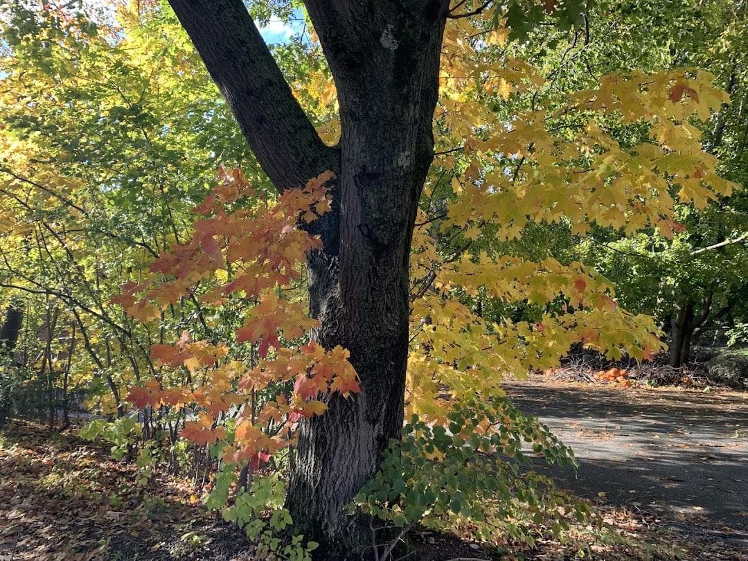 Wellesley Hills Congregational photo 6