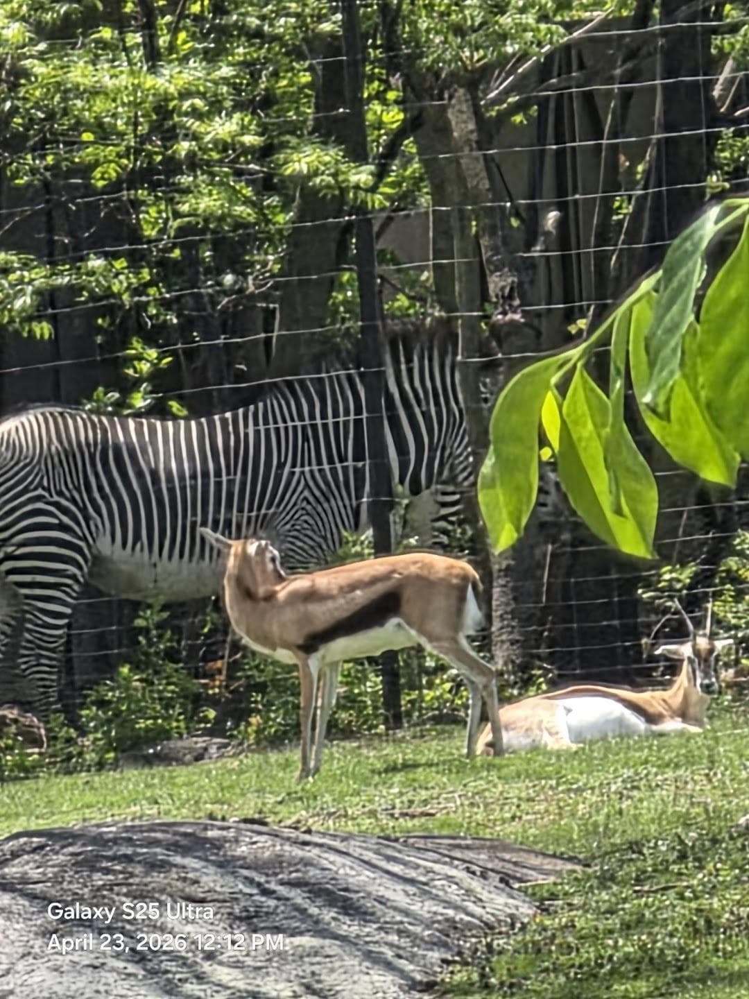 Bronx Zoo photo 5