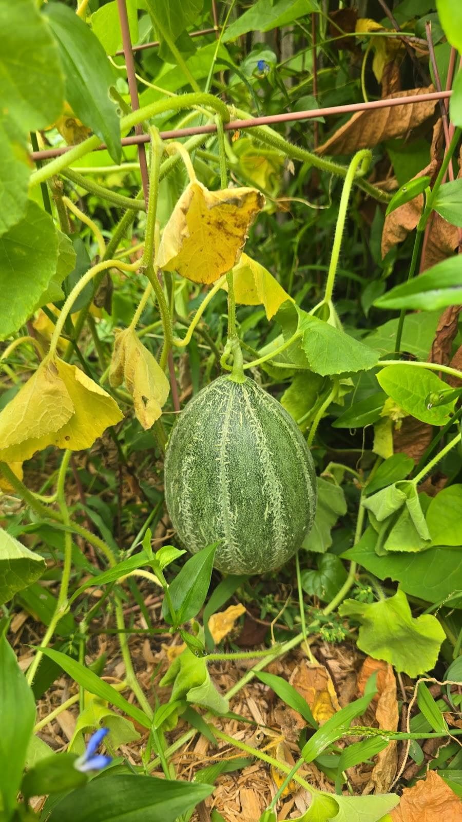 Curtis "50 Cent" Jackson Community Garden photo 6
