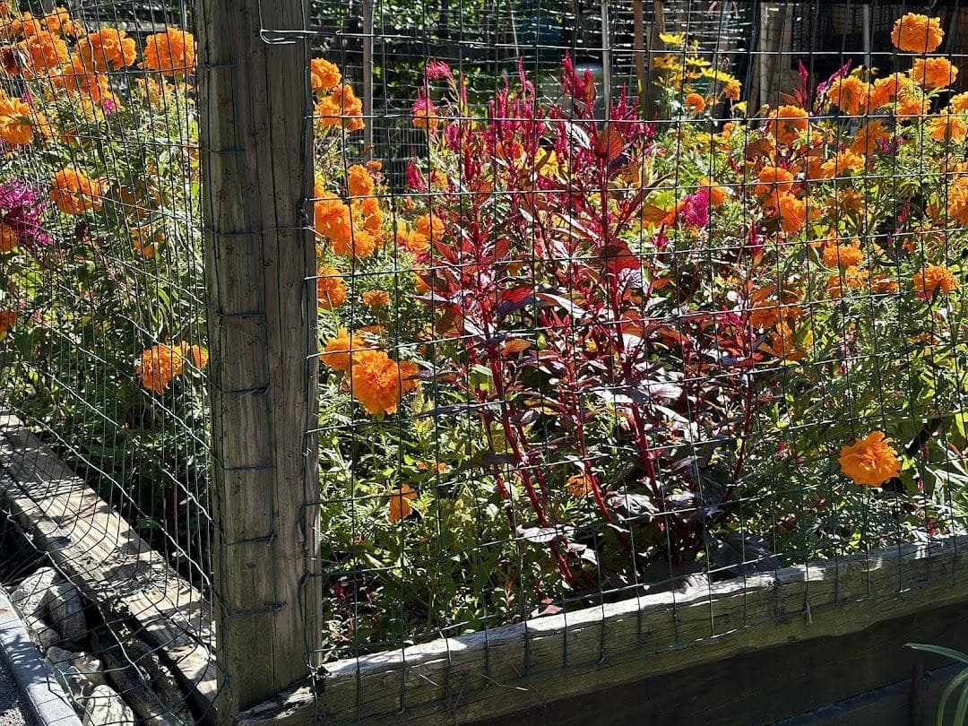 Berkeley Community Garden photo 2