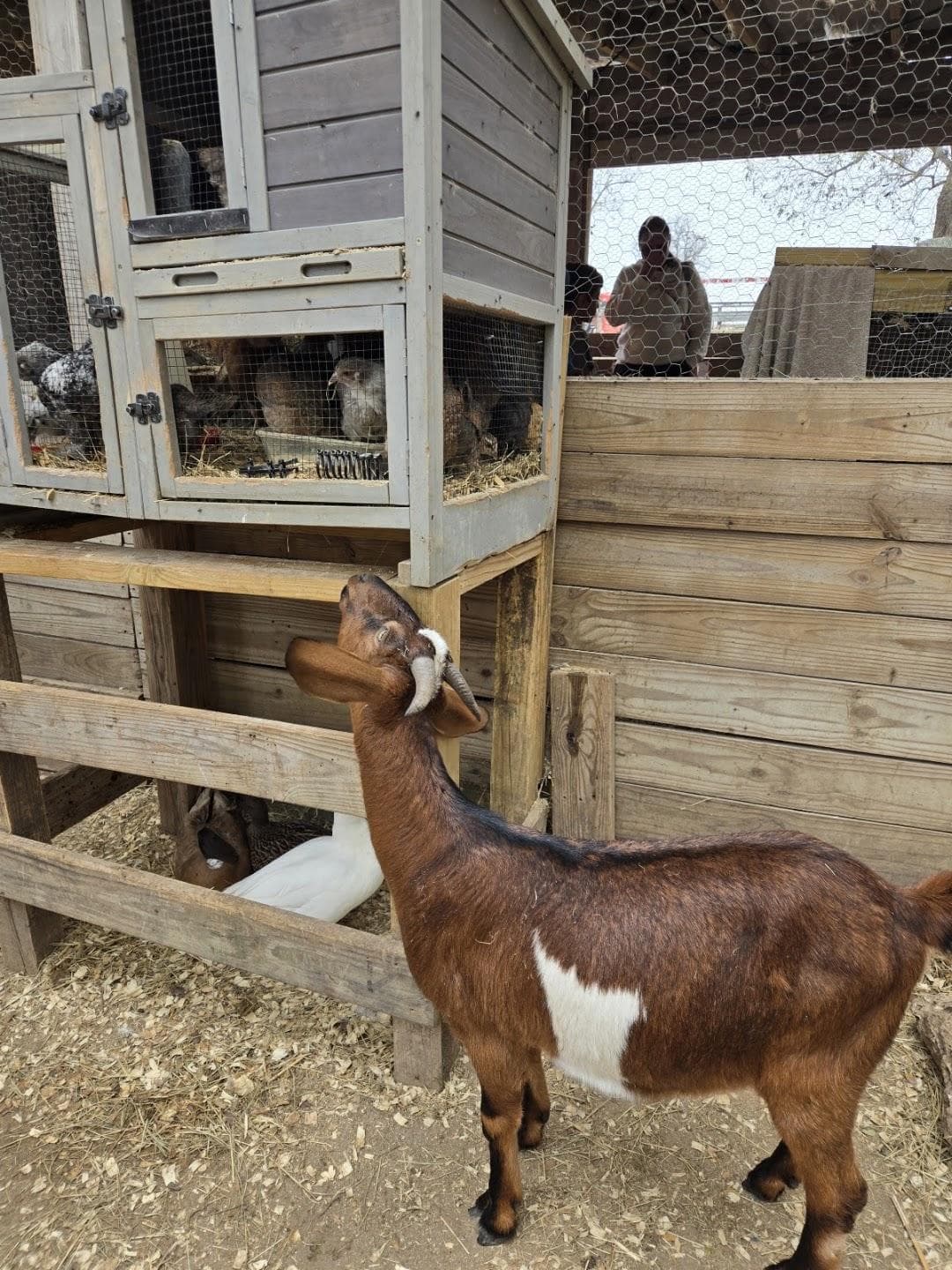 Sweet Eats Adventure Farm & Petting Zoo photo 6