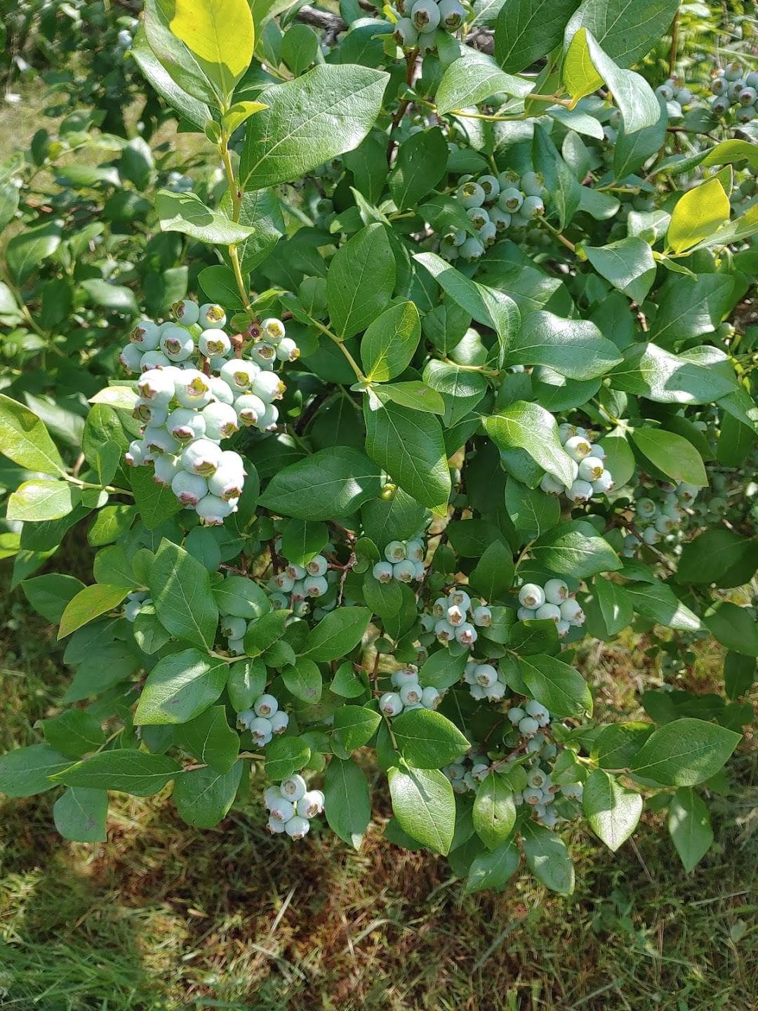 Douglas Orchard & Farm photo 4