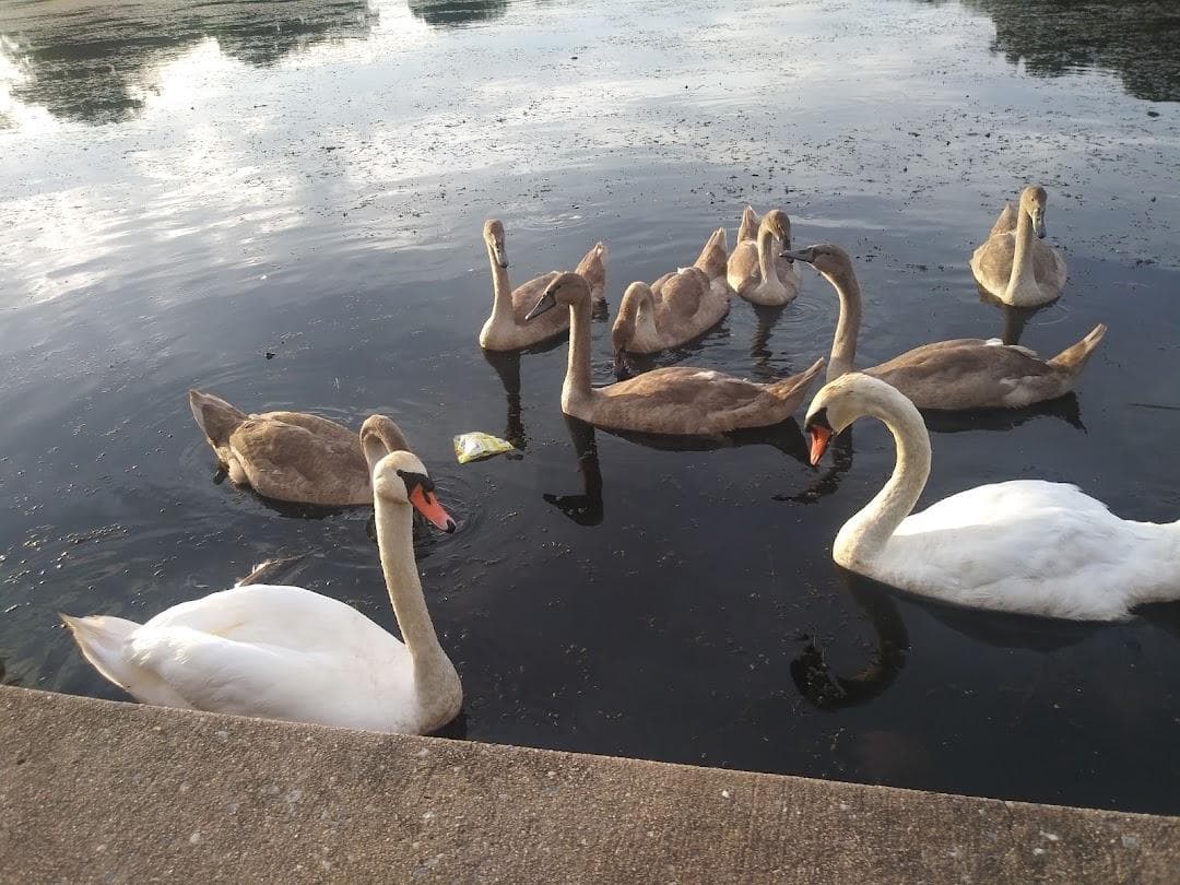 Baisley Pond Park photo 1