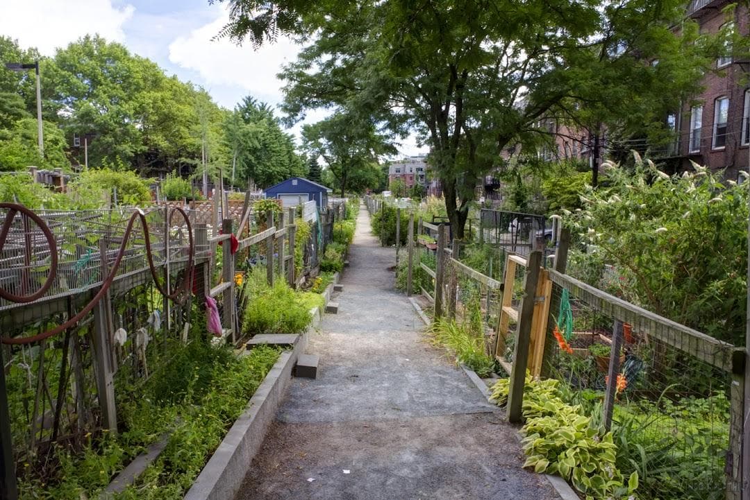 Berkeley Community Garden photo 3