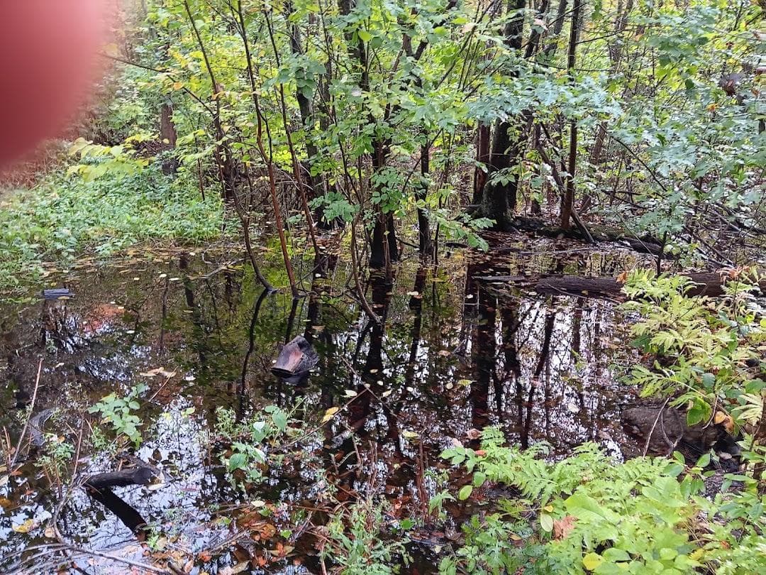 Roslindale Wetlands Urban Wilds photo 1