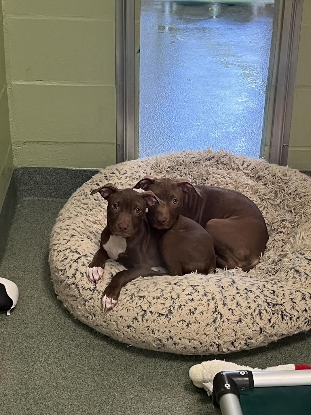 Humane Society of Broward County photo 6