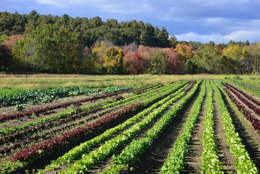 Verrill Farm photo 6