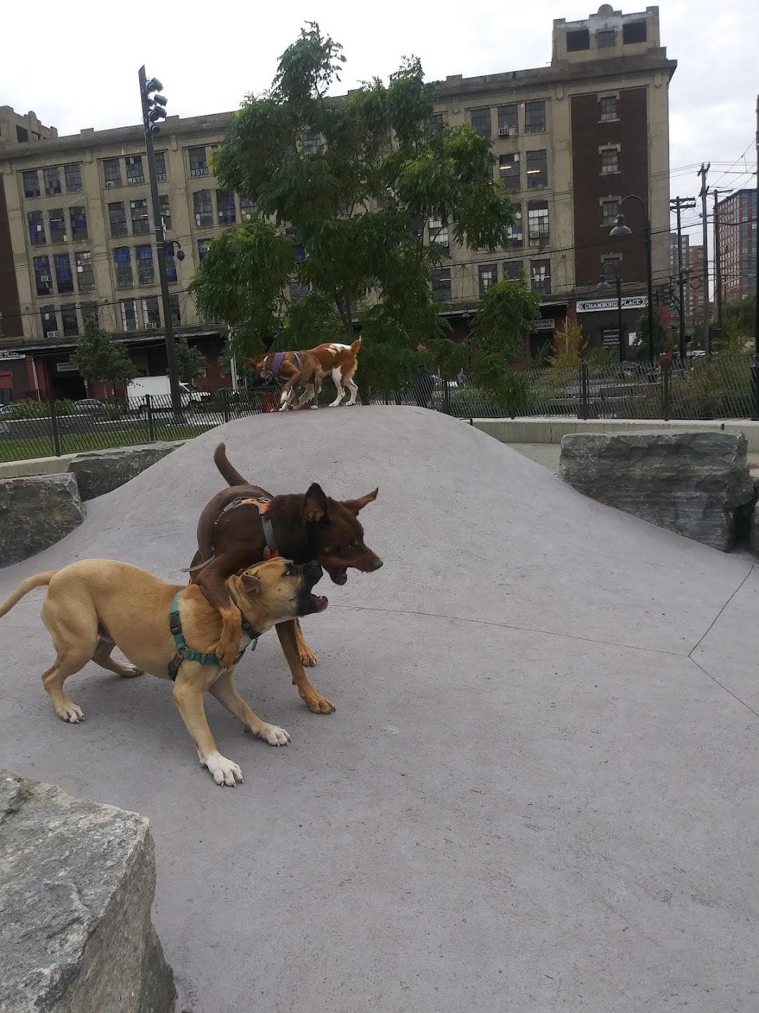 Southwest Resiliency Park photo 6