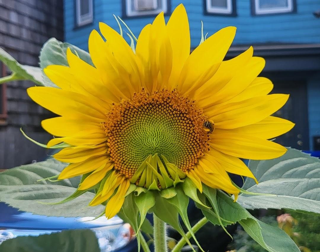Emerson Garden photo 5