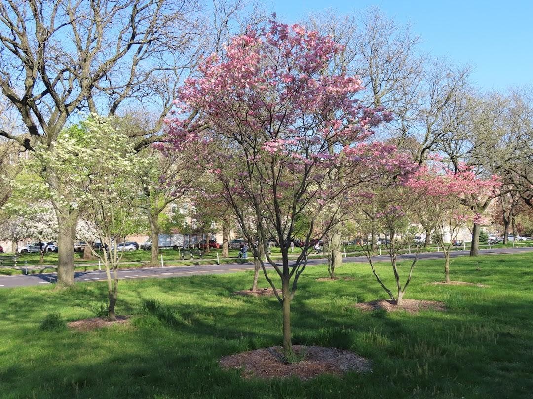 Mosholu Parkway photo 4